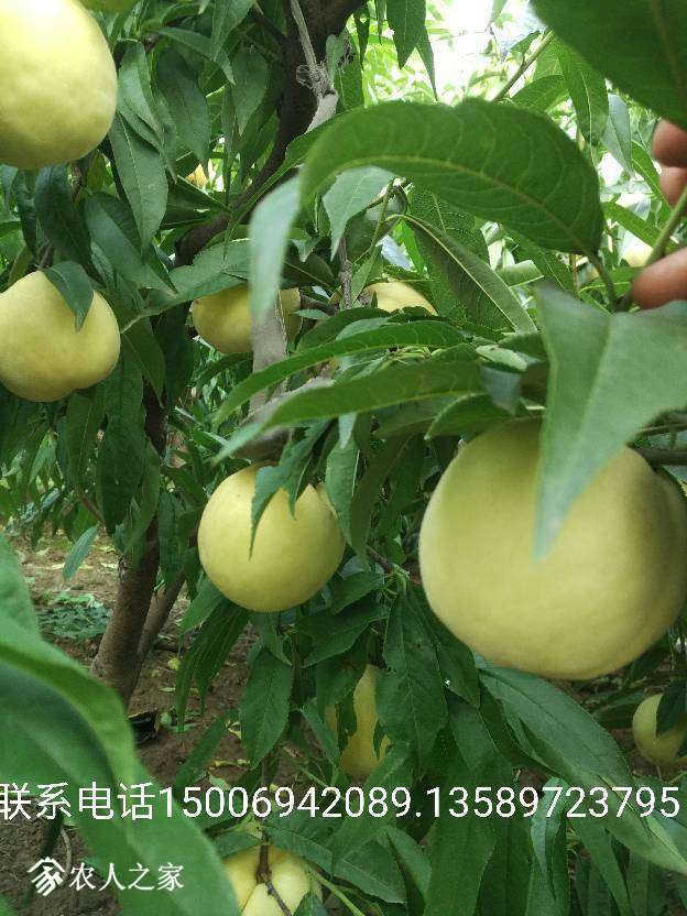 174601a6jqpjqulslz9jsj.jpg