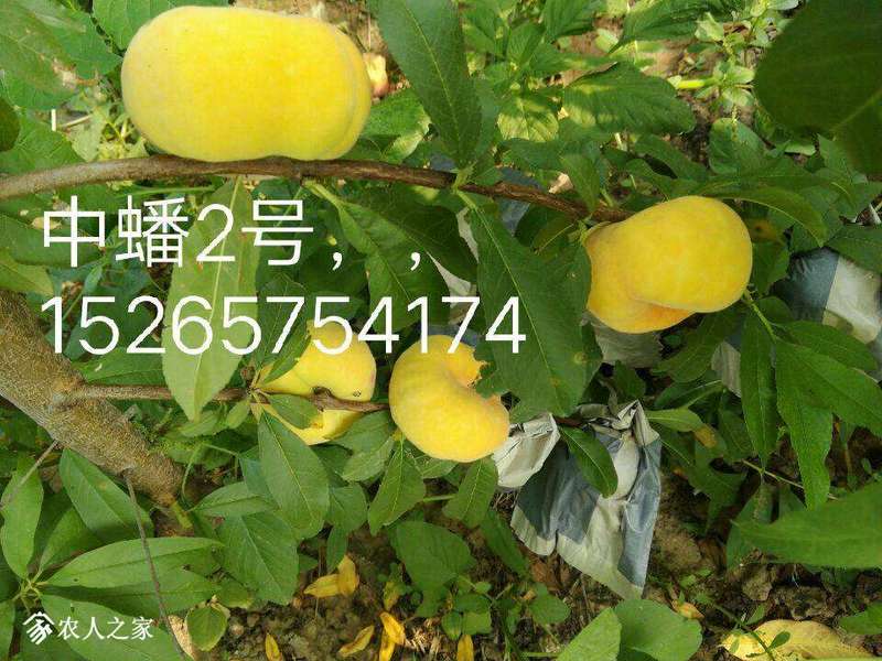 113446gtooztike2c2kici.jpg