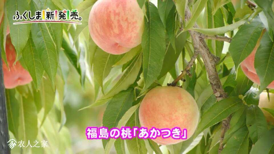 042608jpnpnzttvff8l6n2.png