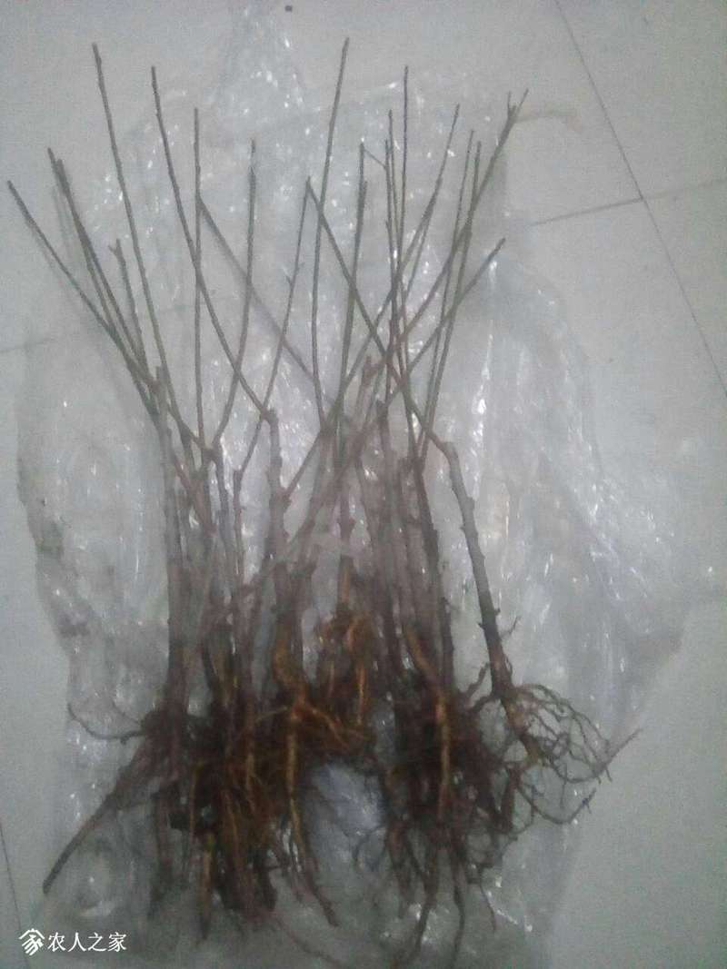 184825g6dsmwojlmmzgegz.jpg