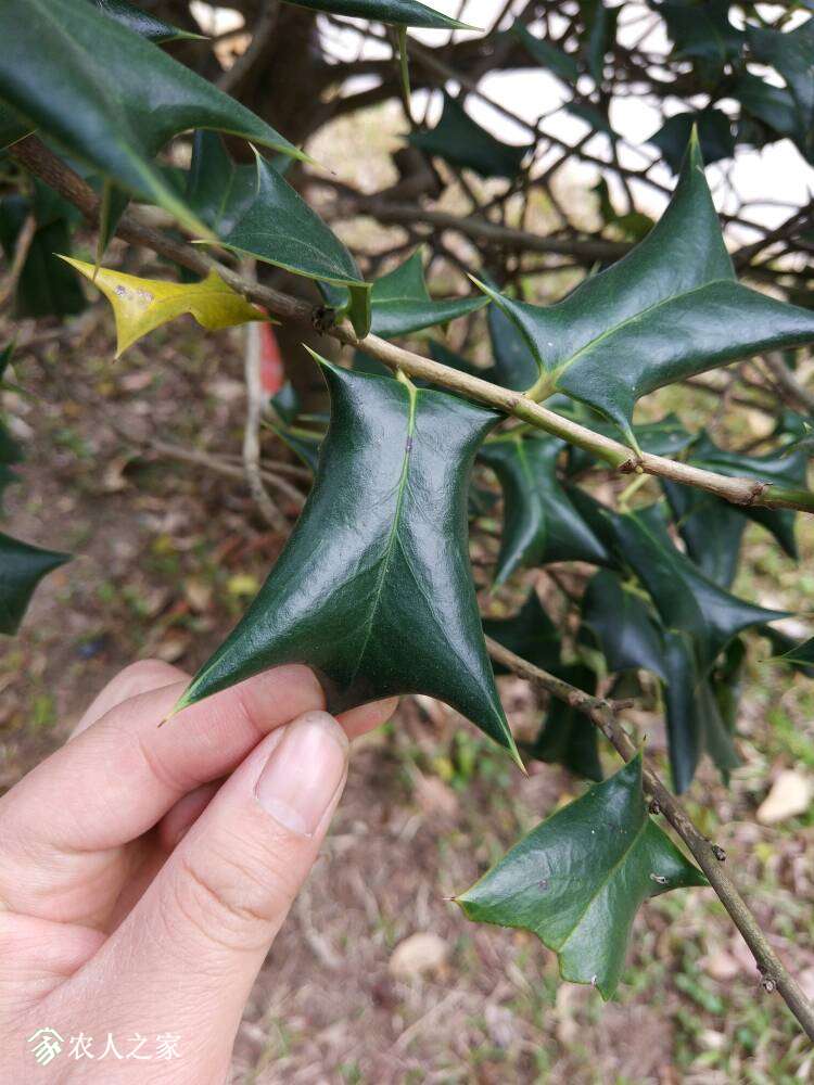 野生枸骨