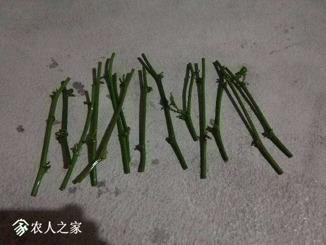 110447mg16bb56ntt1m15a.jpg