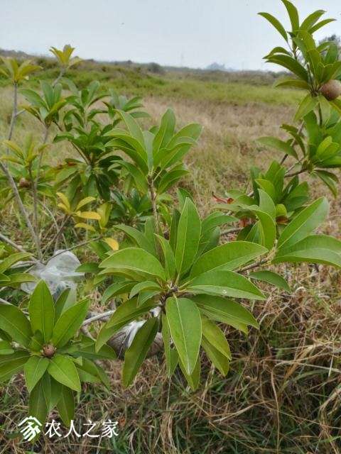 老家的人心果来果子了