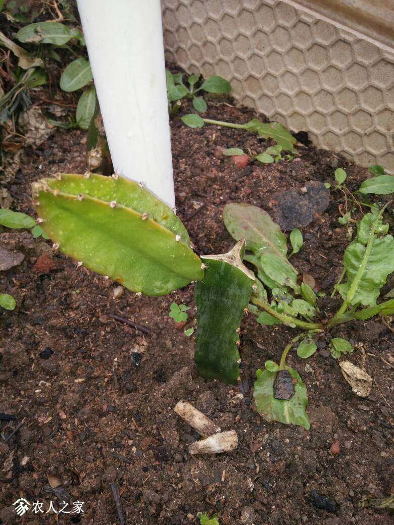 这个季节,福建厦门的火龙果大爆芽!