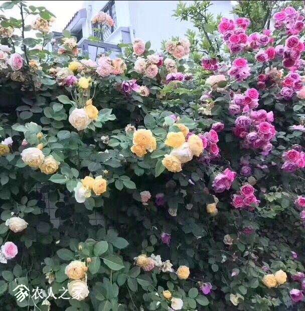QQͼƬ20180130100506.jpg