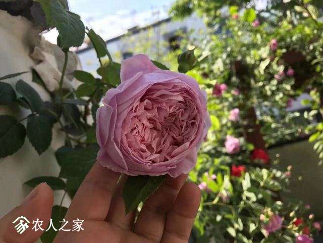 QQͼƬ20180130101123.jpg