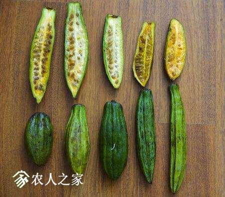 1.Carica candicans.jpg