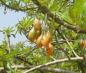 4.Carica Quercifolia.jpg