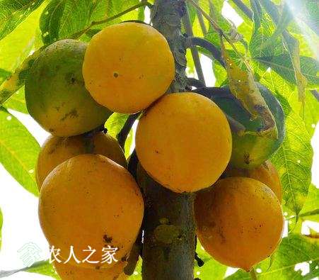 6.Carica Palandensis.jpg