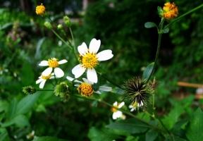 IMG_7723.JPG