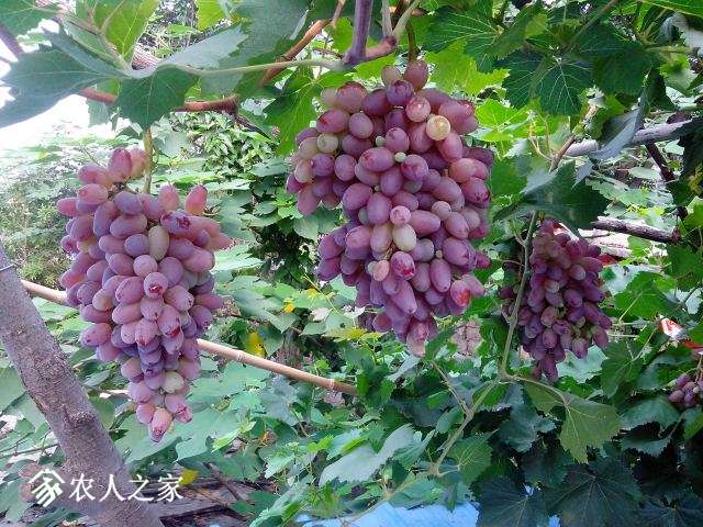 IMG_20150726_083439.jpg