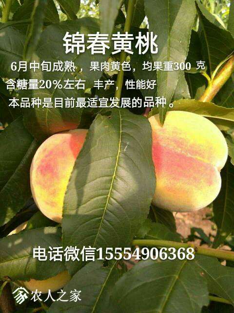 135621xr1vm66h99lfeznm.jpg