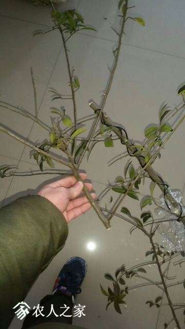 psb[7].jpg