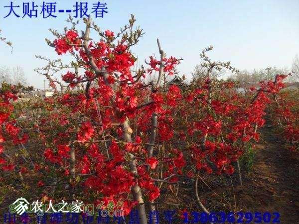 ���۹���ľ�Ϻ��ģ�15��--1_20151126_13092976333374250_002.jpg