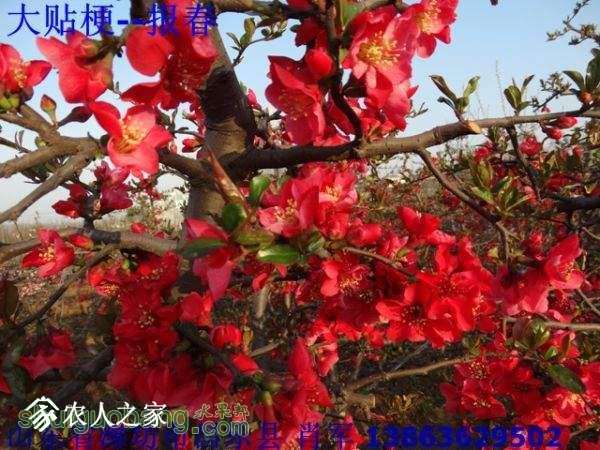 ���۹���ľ�Ϻ��ģ�15��--1_20151126_13092976333653250_007.jpg