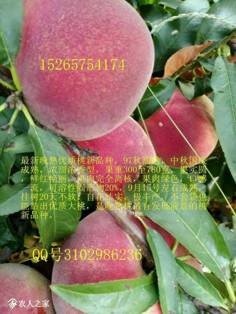 161313b8ufpfwwpfoww7bb.jpeg