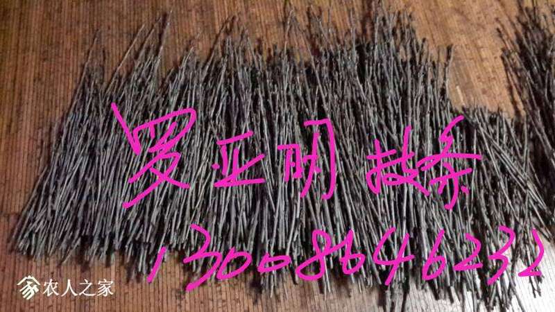 004256eox2zu43d3jo454s.jpg