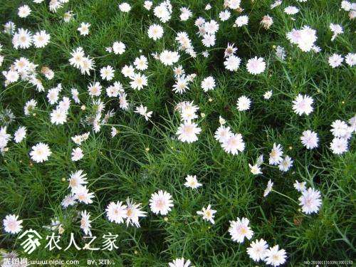 104208azn1561vsl4v2roz.jpg