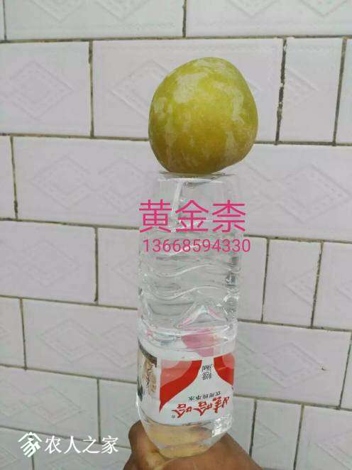 074231h77zepwhx7rraave.jpg