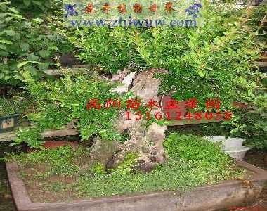 095651ifv9lcoz1sui4z6s.jpg