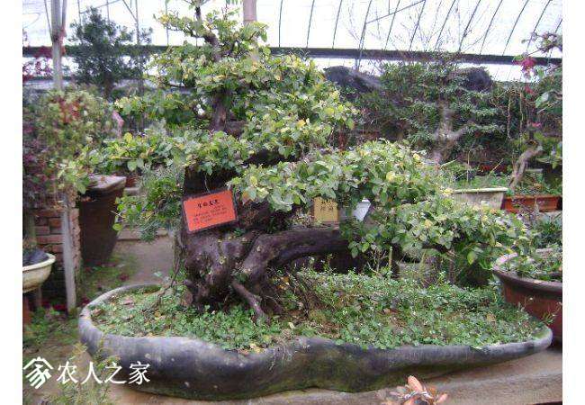 094835ed4zxcmwctr554dl.jpg