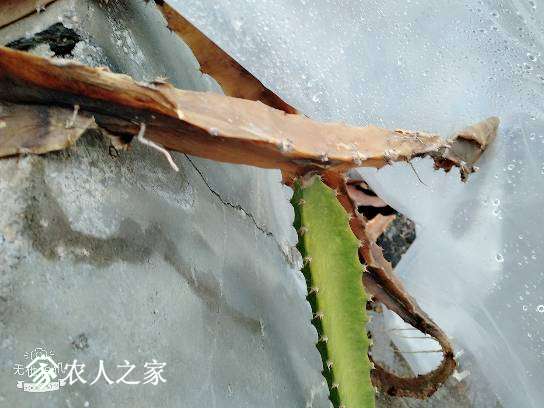 熬过了寒冷的冬天,火龙果冻伤在春天。