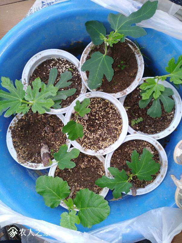 231813n5mkoazoupmypnzu.jpg