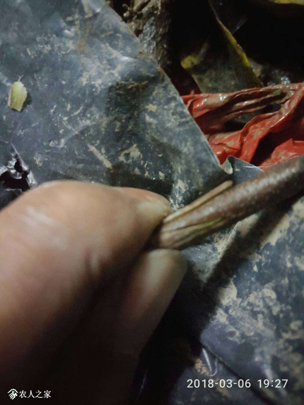 213735l5ov12o5xr5shh6h.jpg