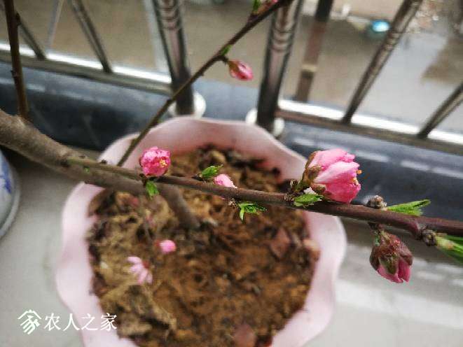 172029g0n390ne3339dlfs.jpg