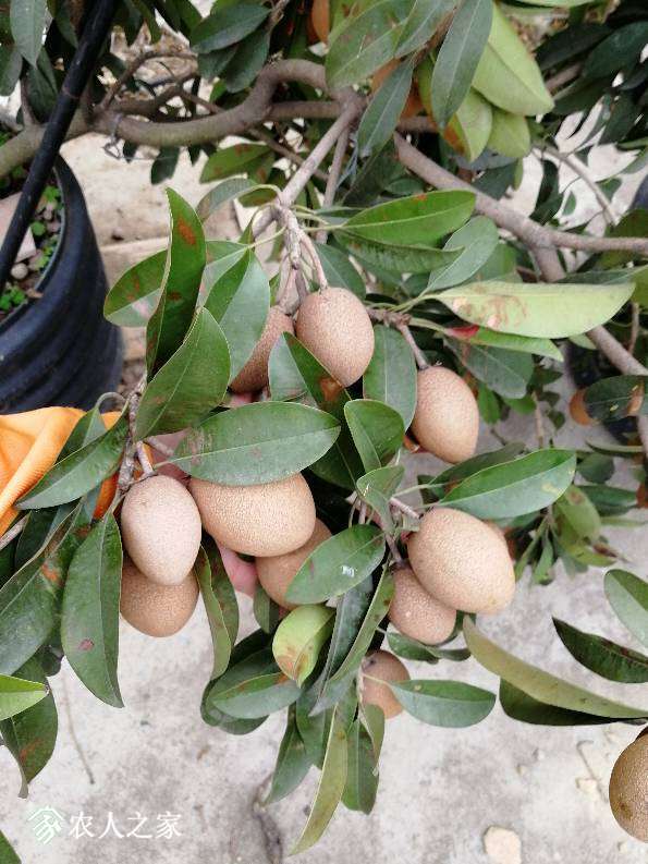 091442afz7o1lplzn0ubpa.jpg