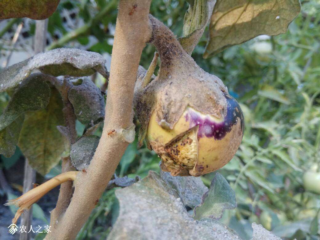 缺钙了 - 茄子论坛 - 水果邦农人之家论坛