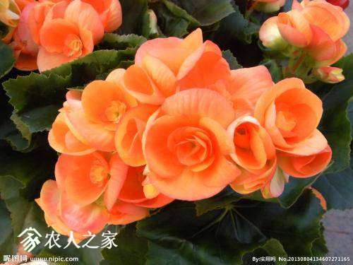 145106wtkocn3ckooof31q.jpg