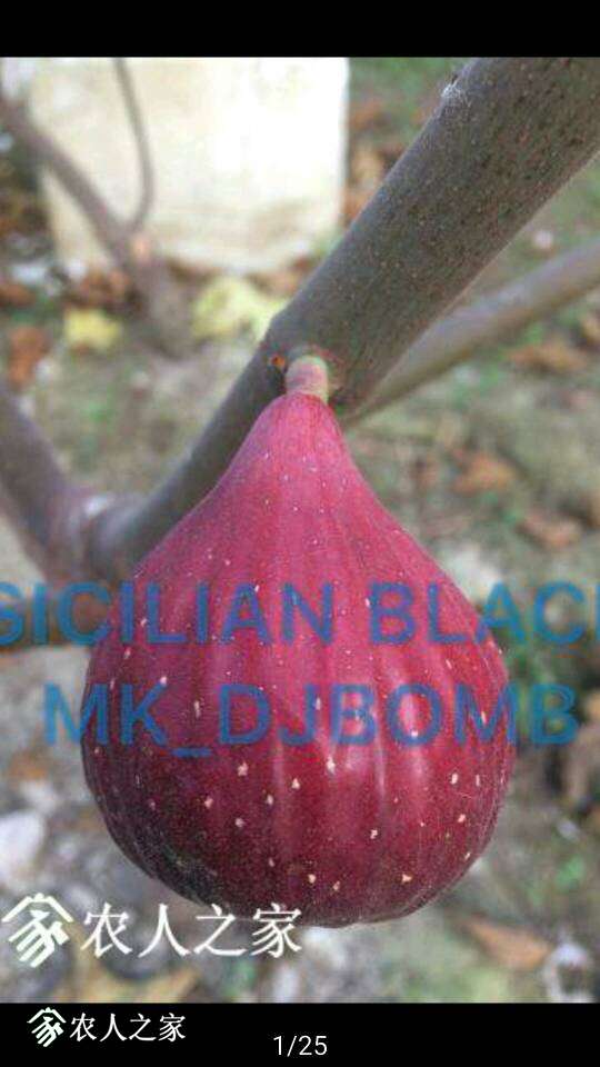 000509gkstbwiliwiktsa0.jpg