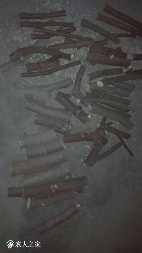 193651bakmthq6kkg2dtjn.jpg