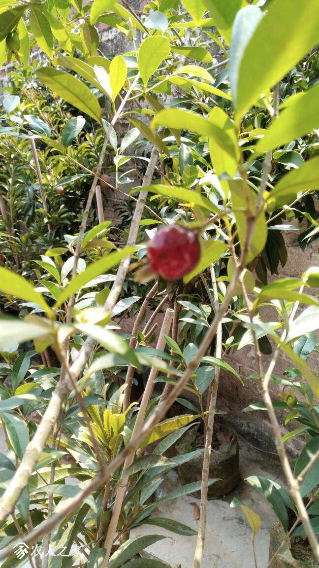 巴西长果樱桃