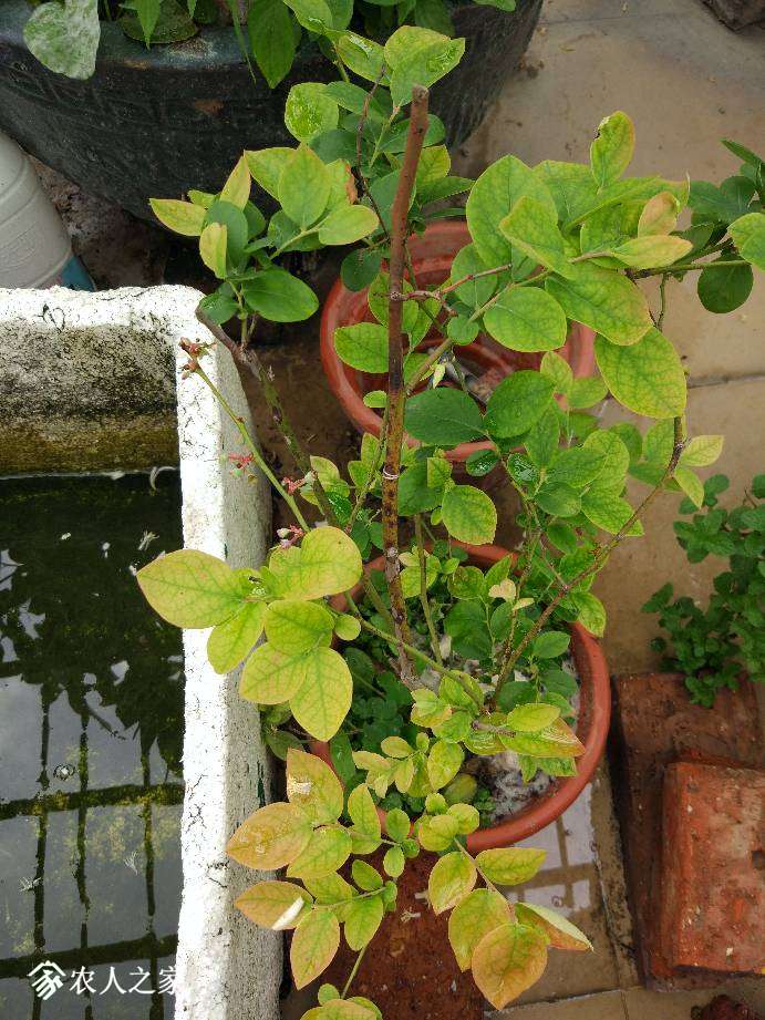 蓝莓叶子为什么红色