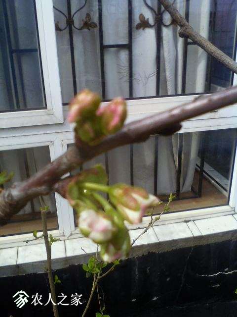 Ƭ 099.jpg
