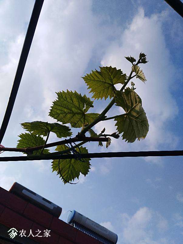 170505iigbev332xlbbprg.jpg
