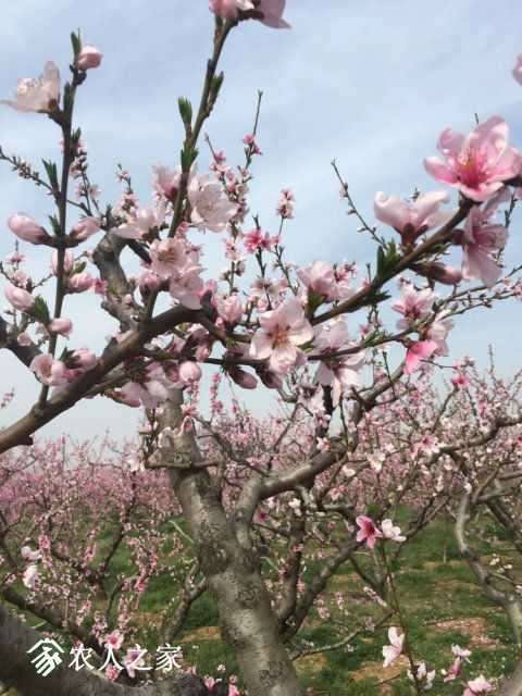 mmexport1522205428614.jpg