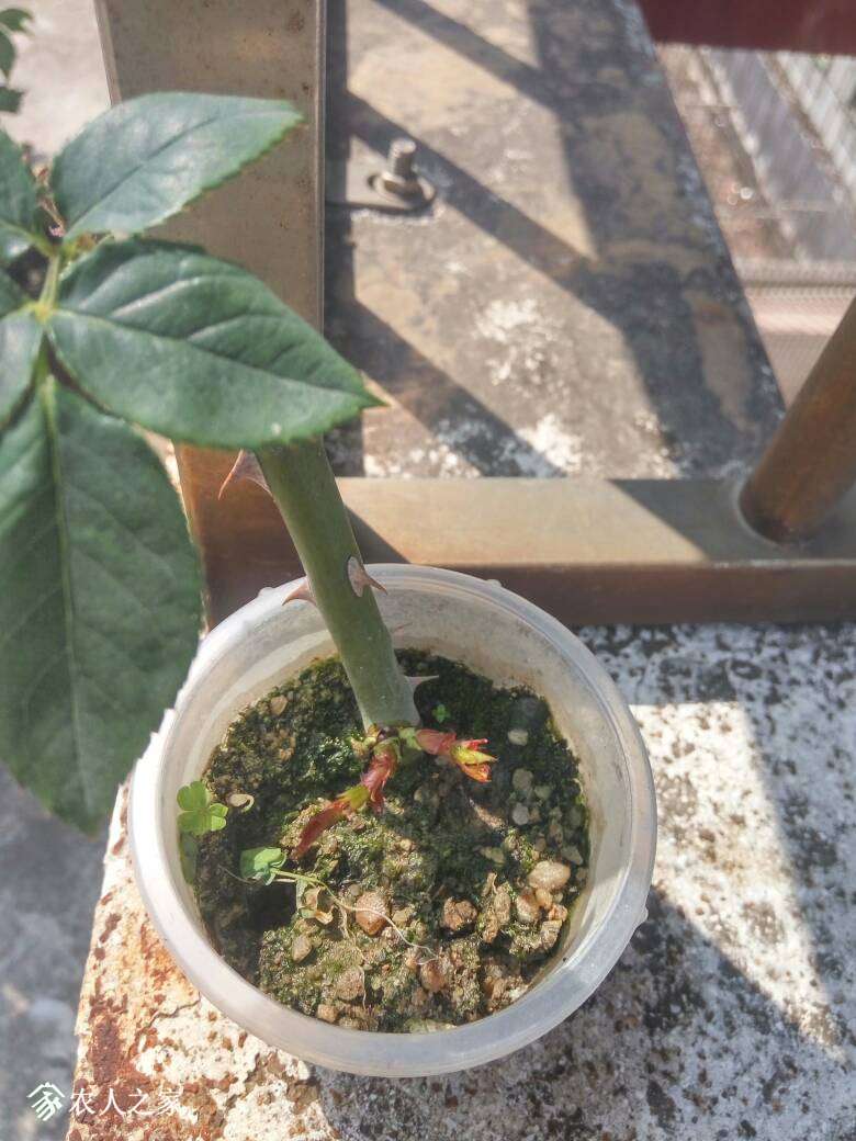 130519kgammkafpfa66dpb.jpg