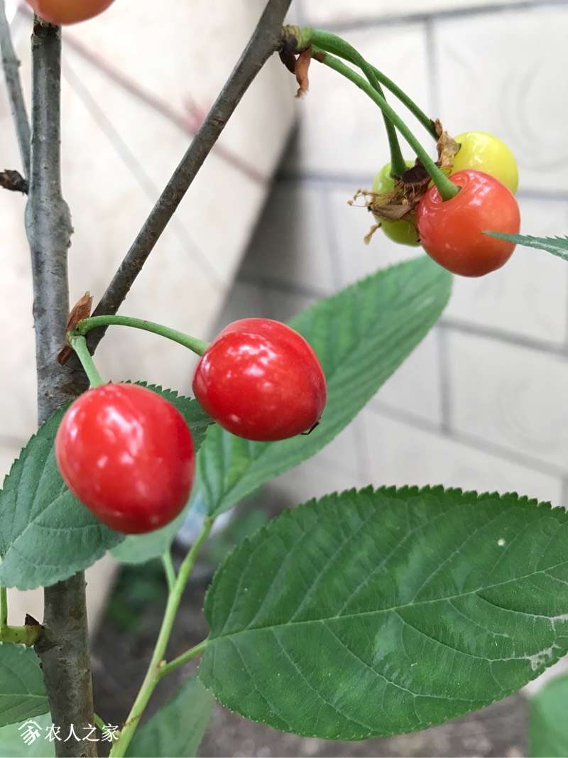 红玛瑙熟了,啦啦我