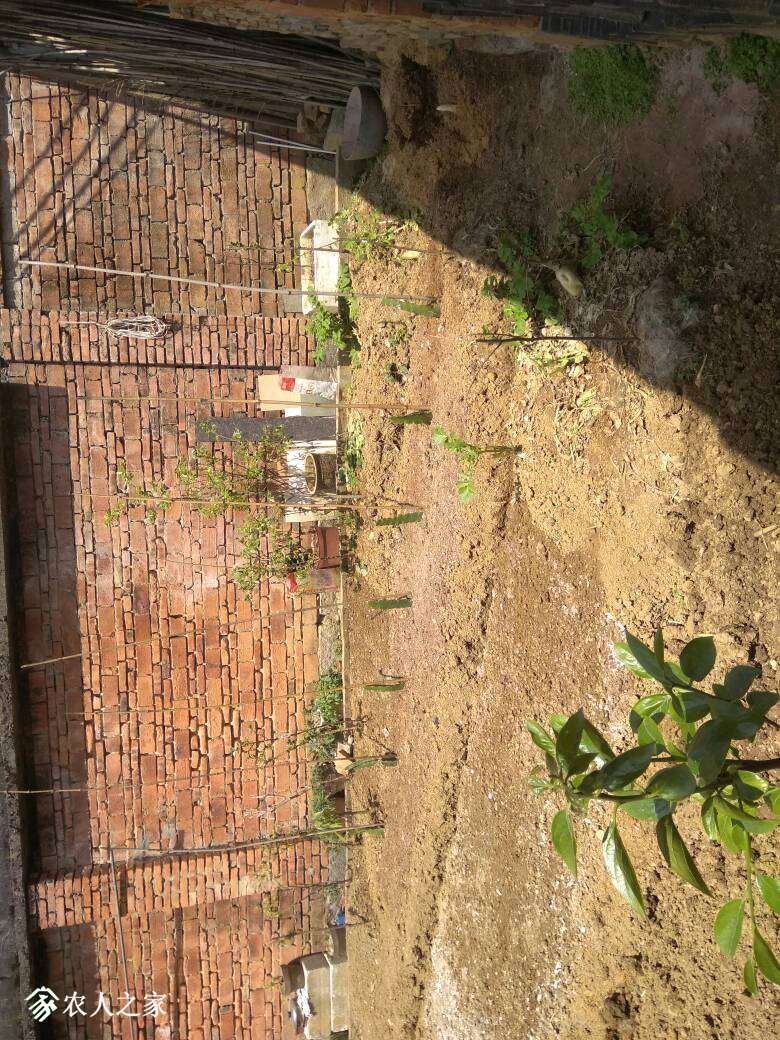 已种下的火龙果苗啥时发芽呀!