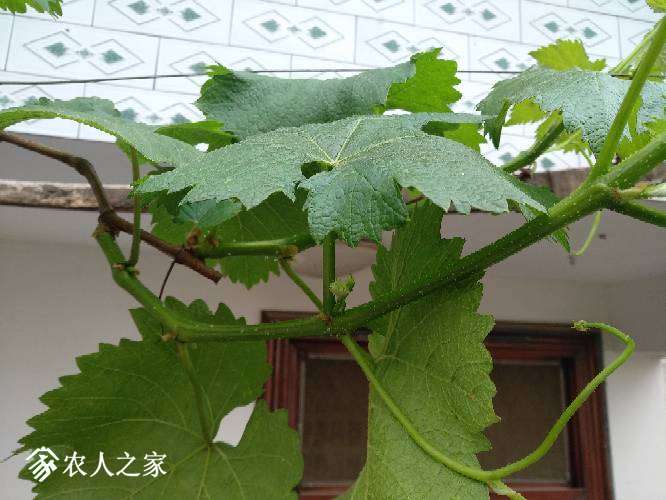 102617wkntaqdyqtiokano.jpg