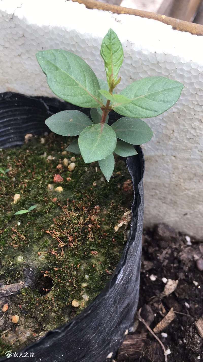132349b1x2hxxzmi1nn1fs.jpg