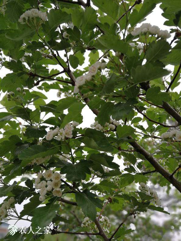 150145wp797s0fss9ssv95.jpg