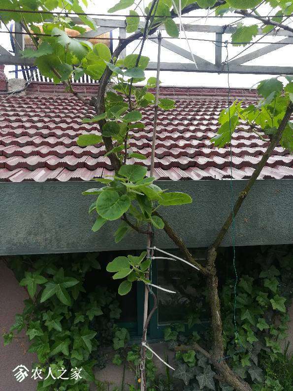 165456odz7z2t3tced2np4.jpg