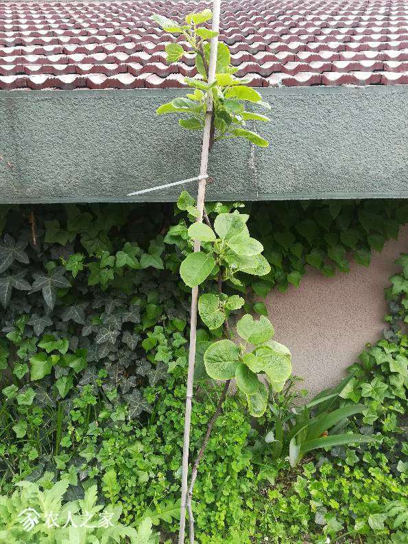 165457vnipggrippppqpvz.jpg