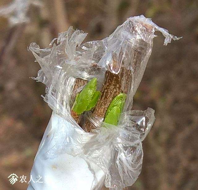 ˫֦ѿ