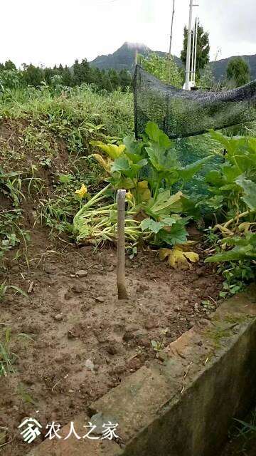 移栽的枇杷多久能发芽?