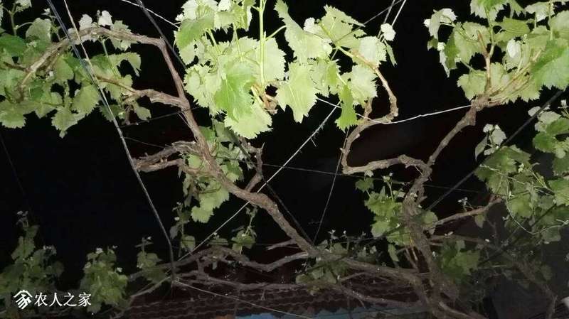 201111u3o6mqppktp3z3oz.jpg